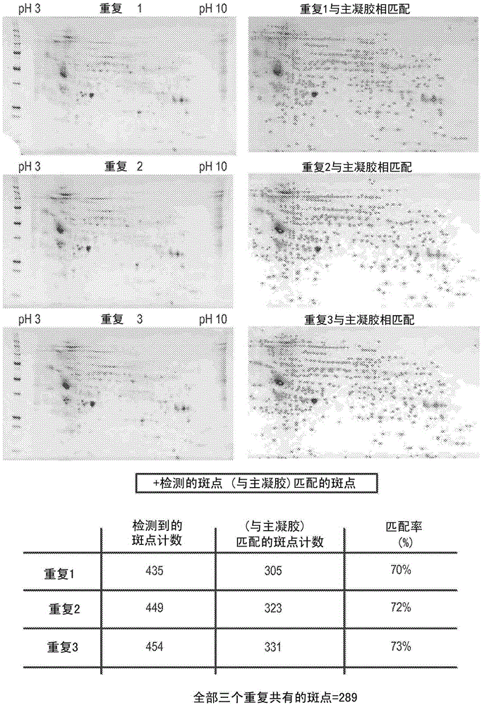 Hcp antiserum validation using a non-interfering protein stain