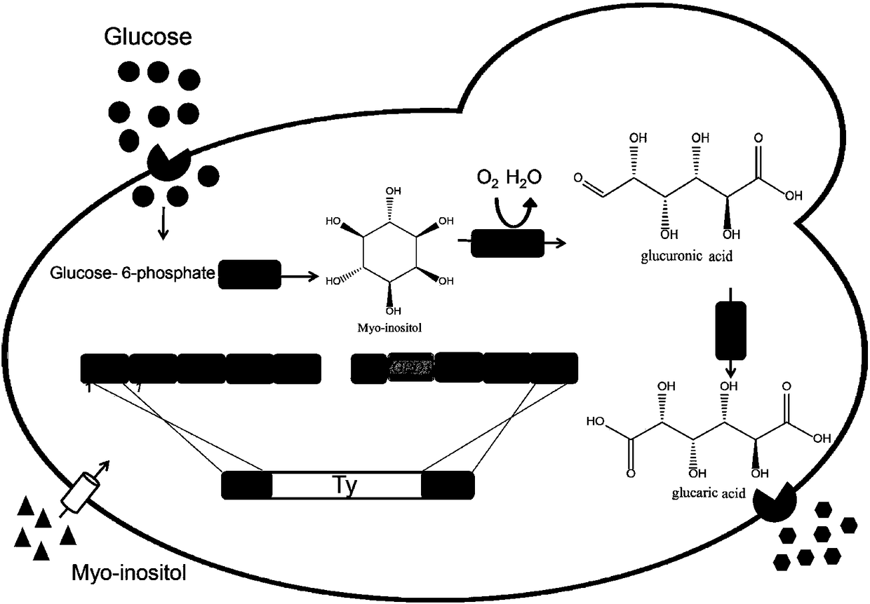 Method for producing glucaric acid by improving saccharomyces cerevisiae engineered strain fermentation