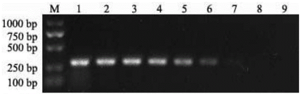 LAMP detection primer, detection kit and detection method for 16S rRNA methylase rmtB