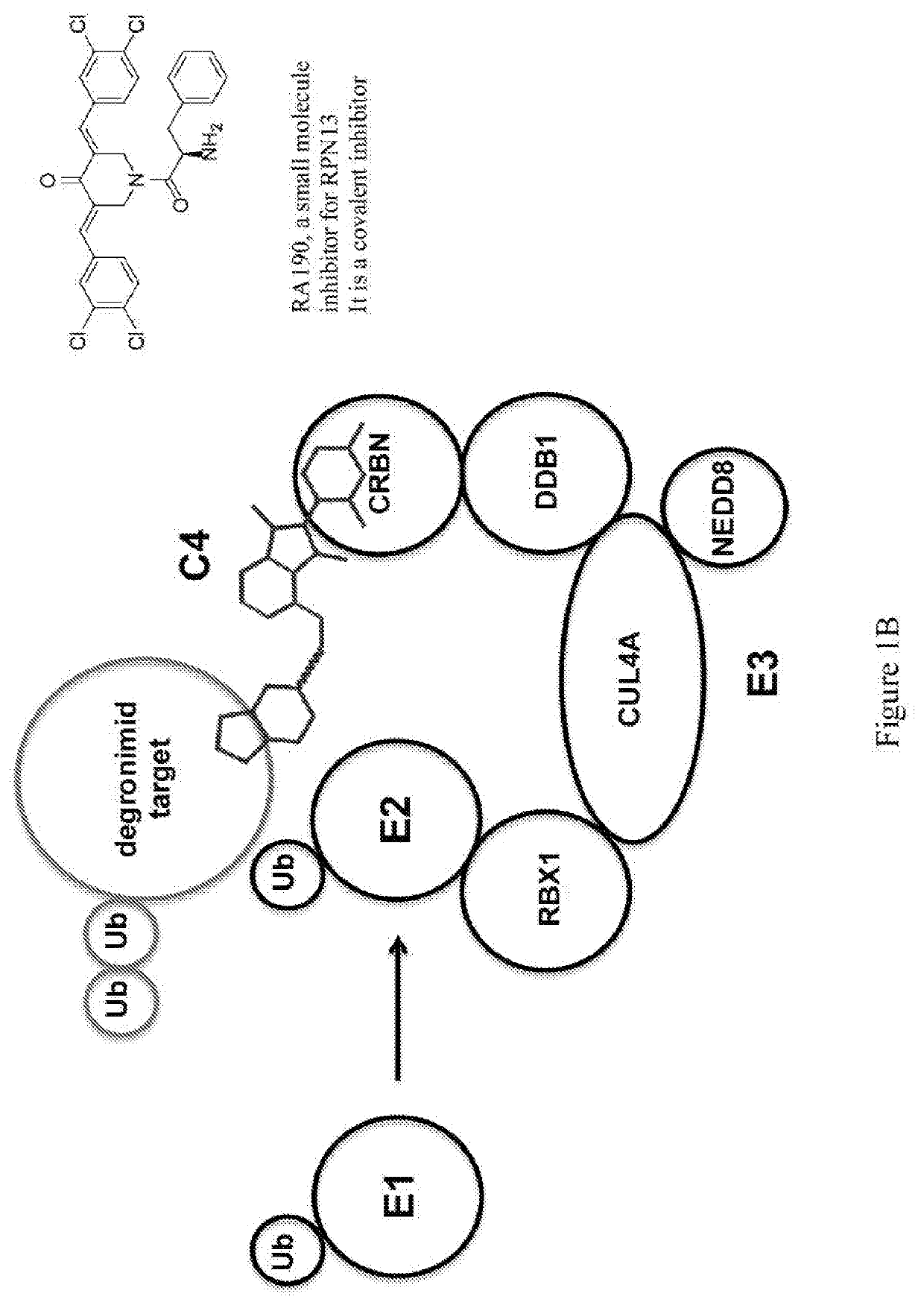Small molecules that block proteasome-associated ubiquitin receptor rpn13 function and uses thereof