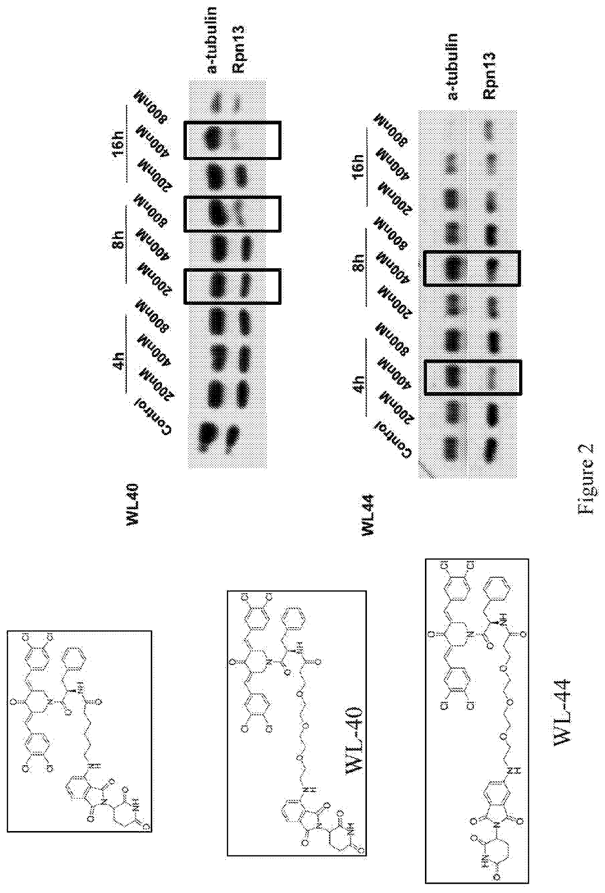 Small molecules that block proteasome-associated ubiquitin receptor rpn13 function and uses thereof