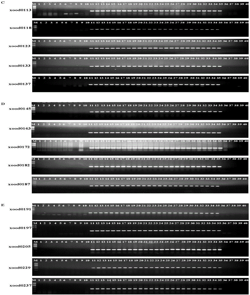 Molecular markers of xanthomonas oryzae pv oryzae and application thereof