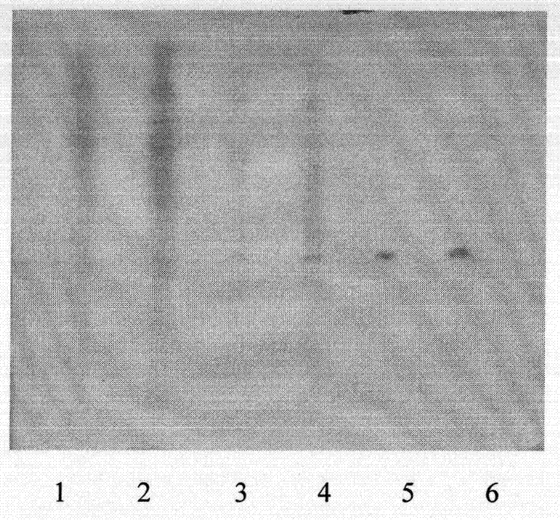 Plant medicine granule serving as feed additive for preventing and treating poultry and livestock diseases and preparation thereof
