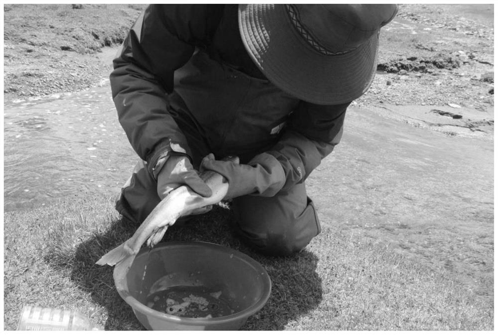 Artificial propagation method of herzensteinia microcephalus in Qinghai-Tibet plateau