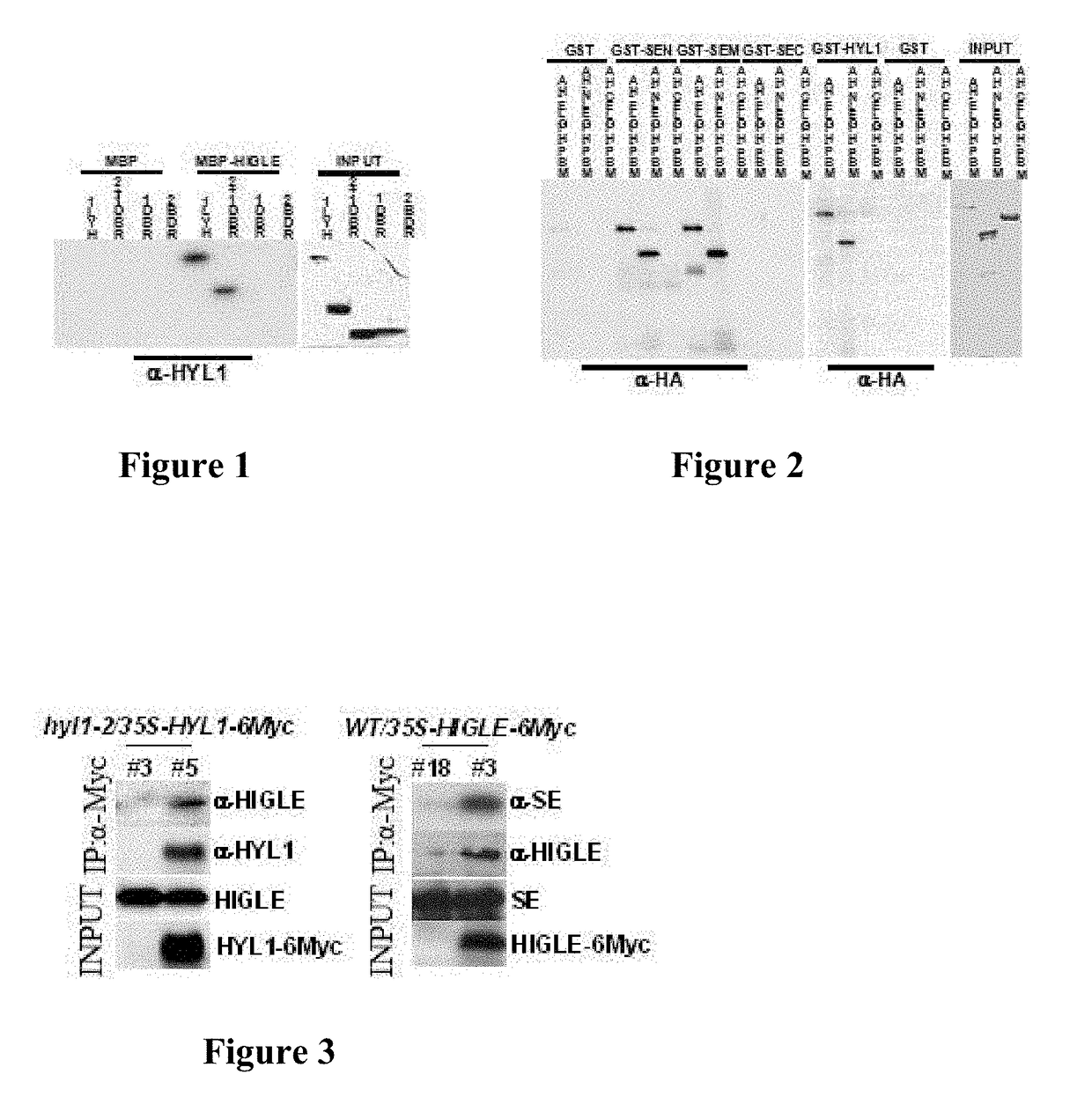 Detection of nucleic acid sequences using endonuclease