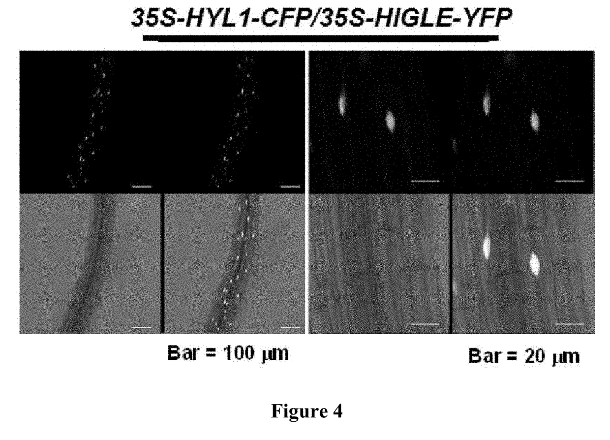 Detection of nucleic acid sequences using endonuclease