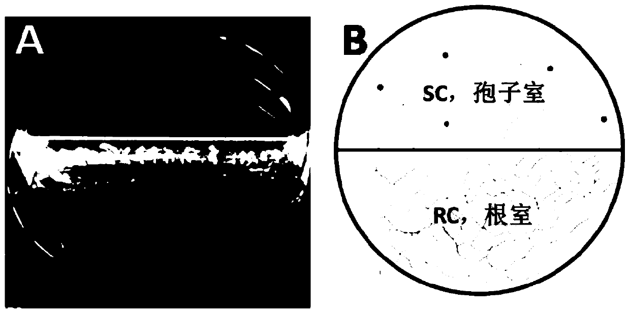 Application of abscisic acid in promoting spore production of arbuscular mycorrhizal fungi