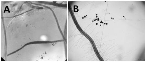 Application of abscisic acid in promoting spore production of arbuscular mycorrhizal fungi