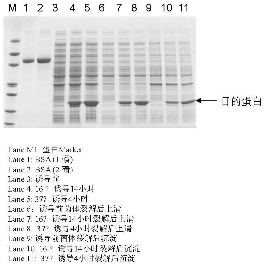 Preparation method of superoxide dismutase with membrane crossing capability and high stability