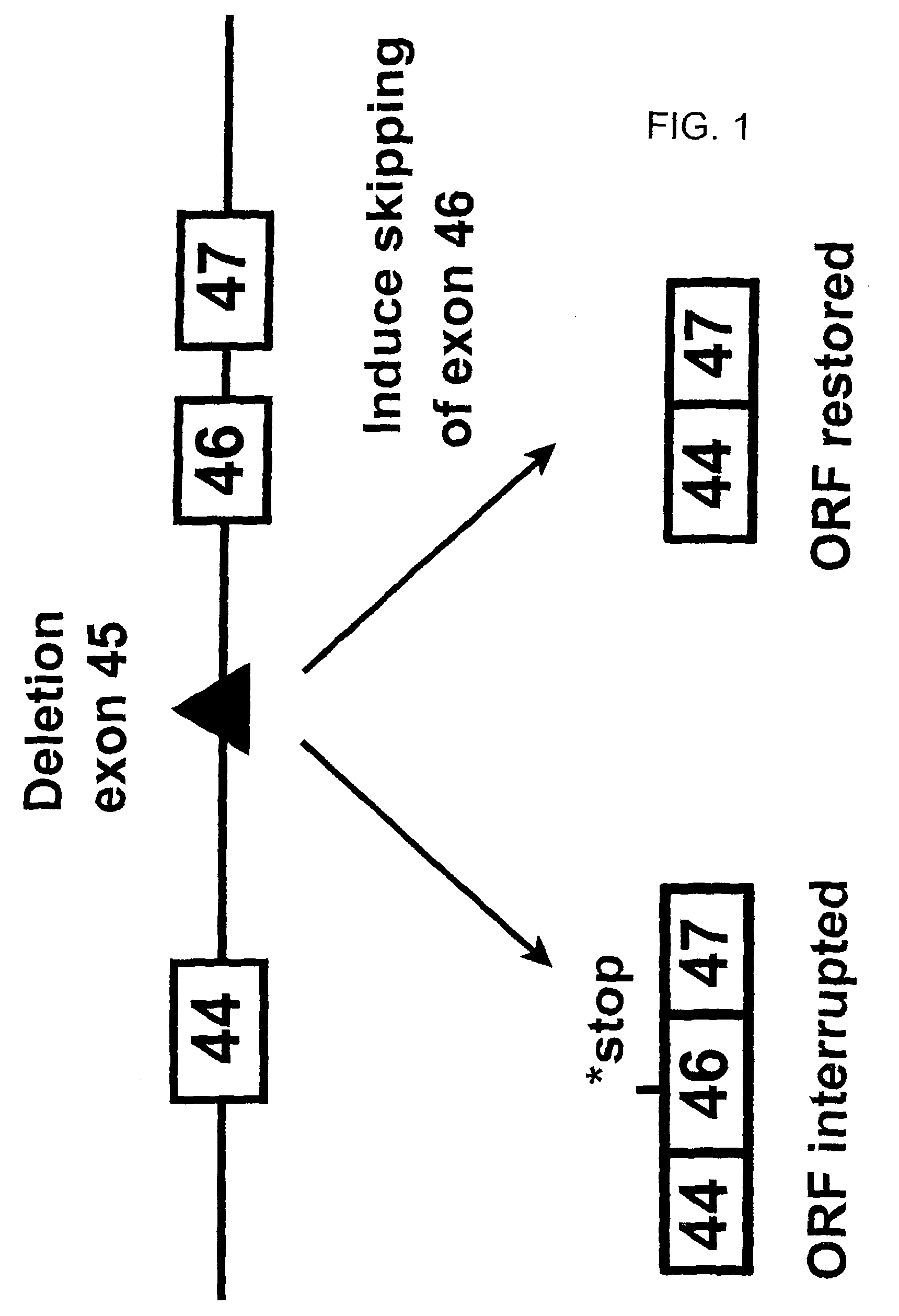 Induction of exon skipping in eukaryotic cells