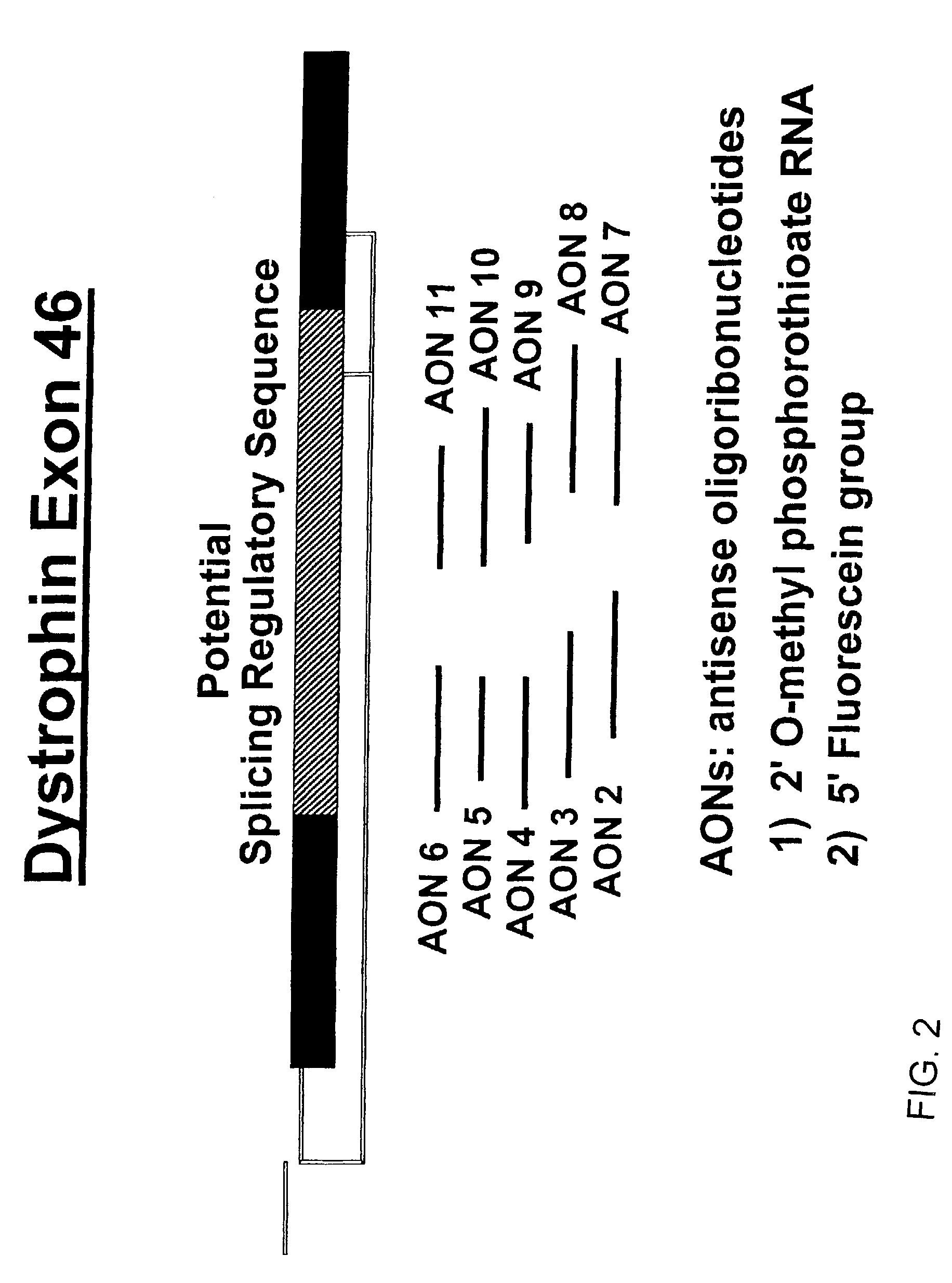 Induction of exon skipping in eukaryotic cells