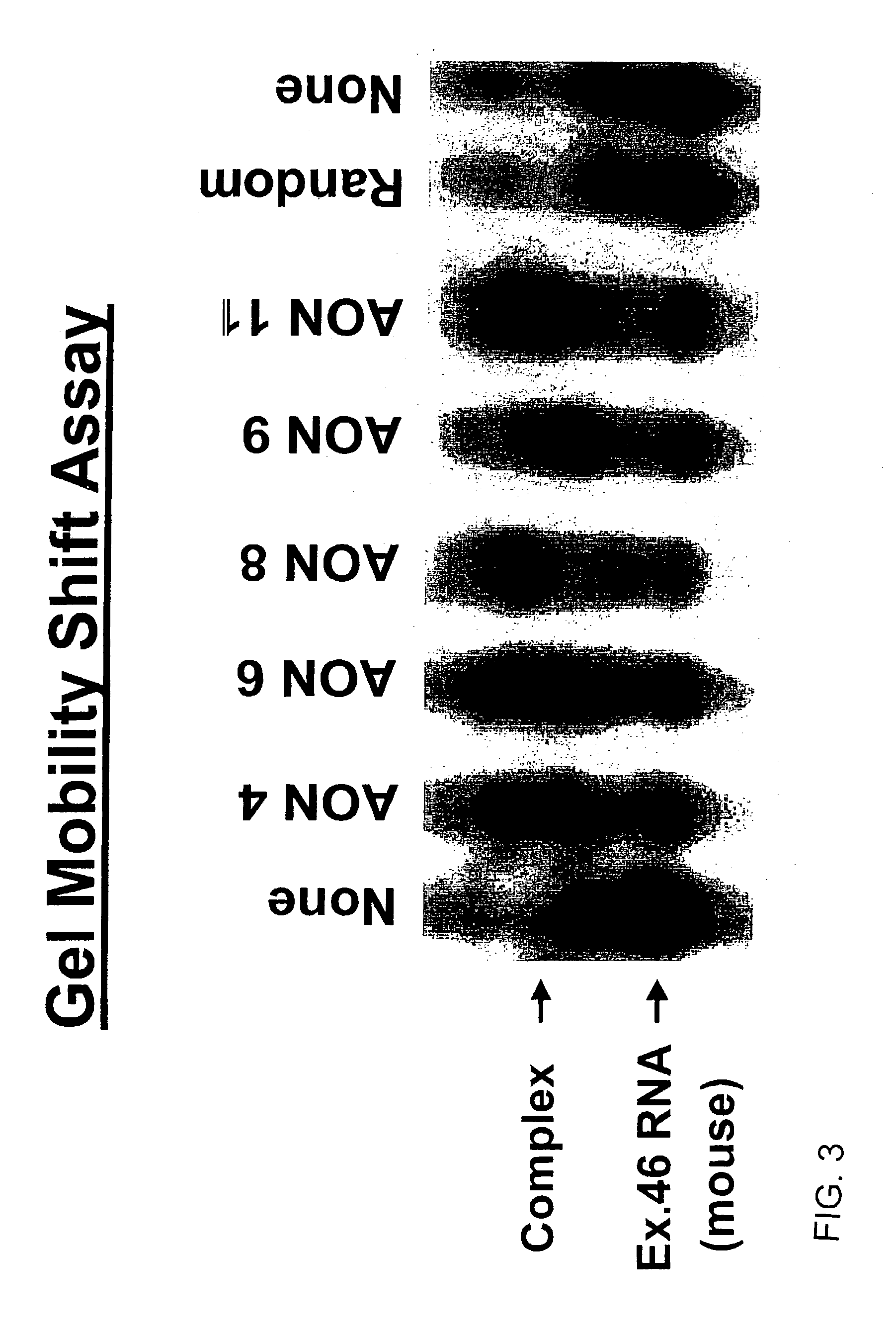 Induction of exon skipping in eukaryotic cells