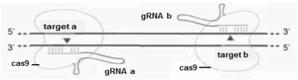 A method for gene knockout and selection of stat1a gene-deficient zebrafish