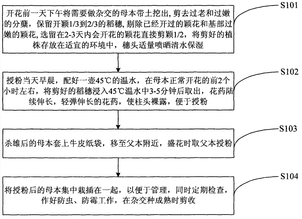 Method for killing male of japonica rice by warm water