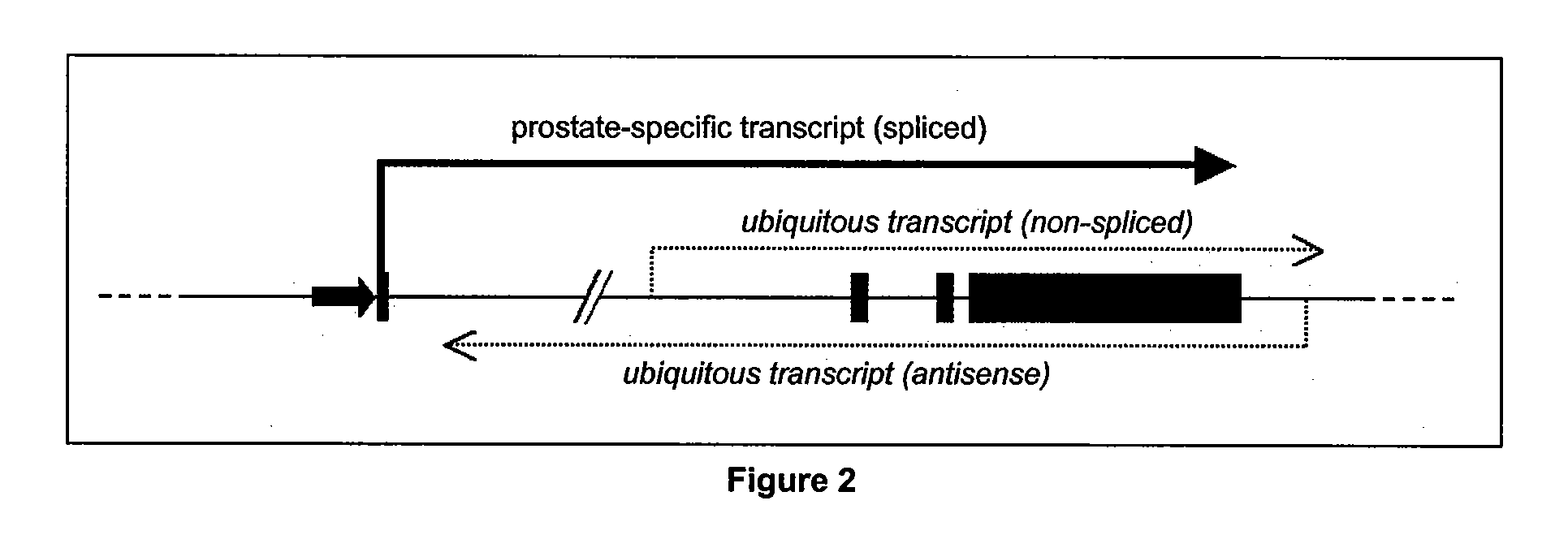 Specific method of prostate cancer detection based on pca3 gene, and kits therefor