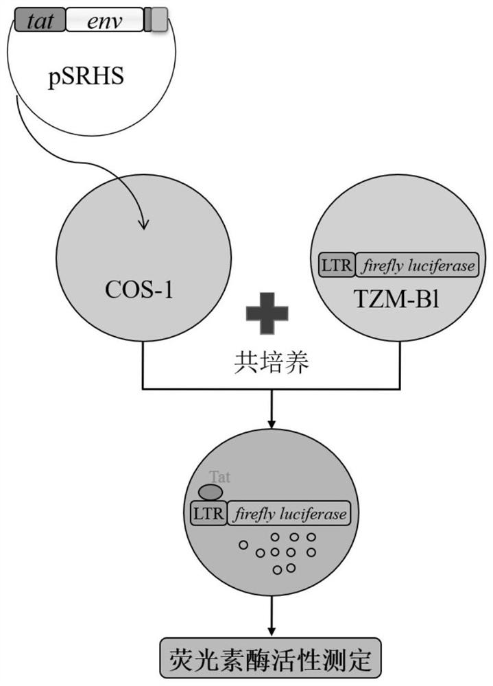HTLV-1 Env mediated cell-cell fusion model, preparation method and application
