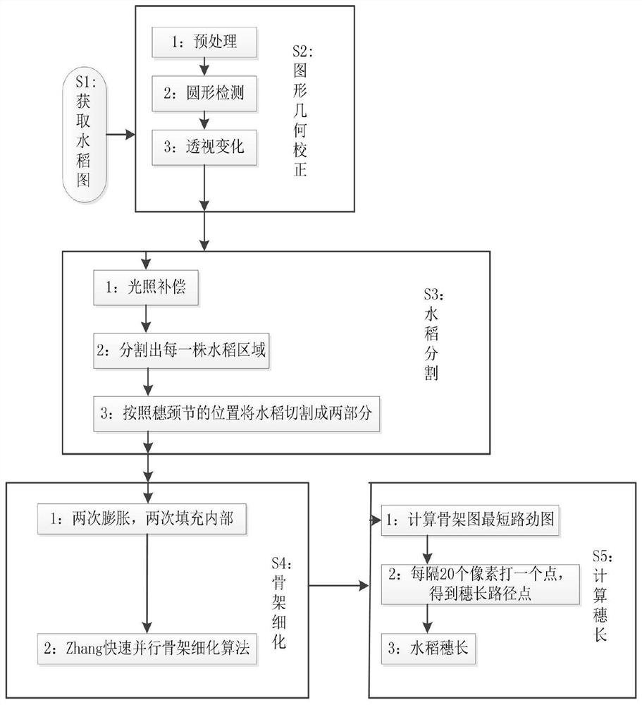 Image processing-based method for measuring ear length of multiple rice plants