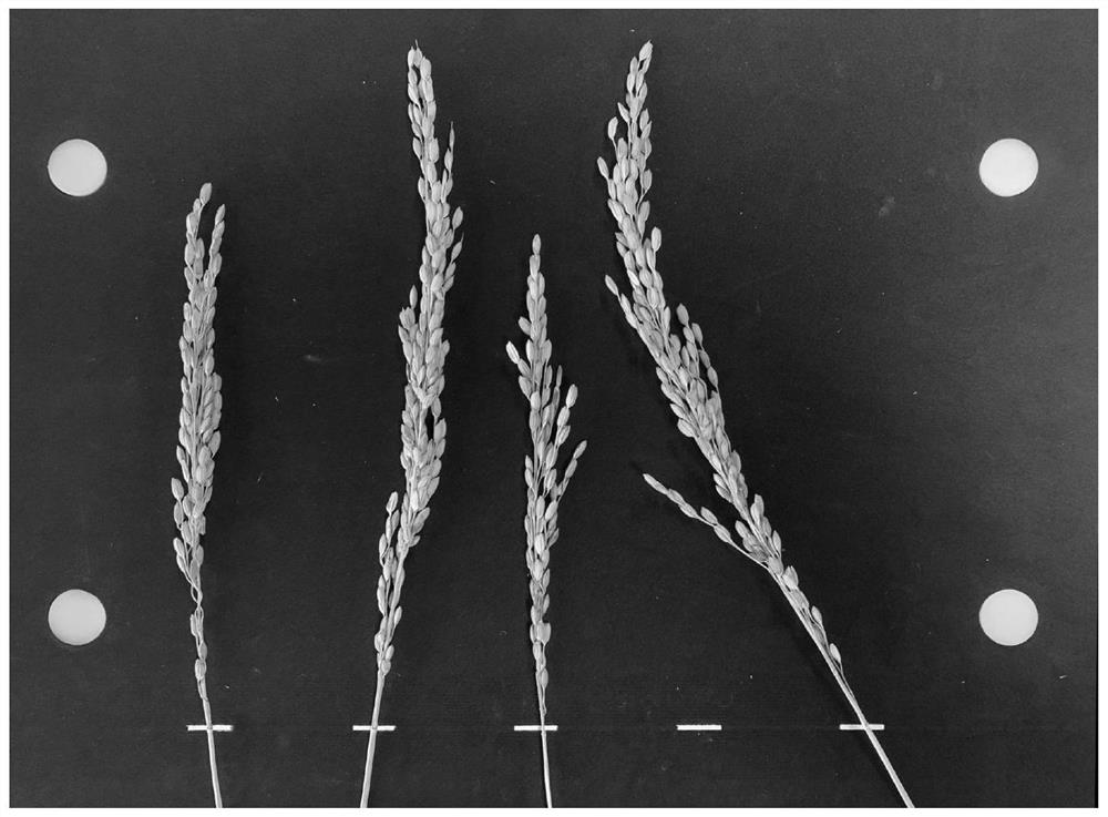 Image processing-based method for measuring ear length of multiple rice plants