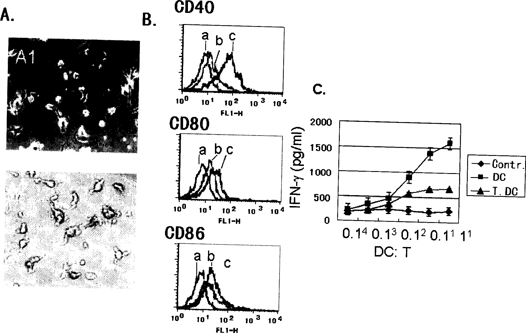 Method for screening of immunological tolerance associated disease gene RGS1 based on immunological tolerance dendritic cell