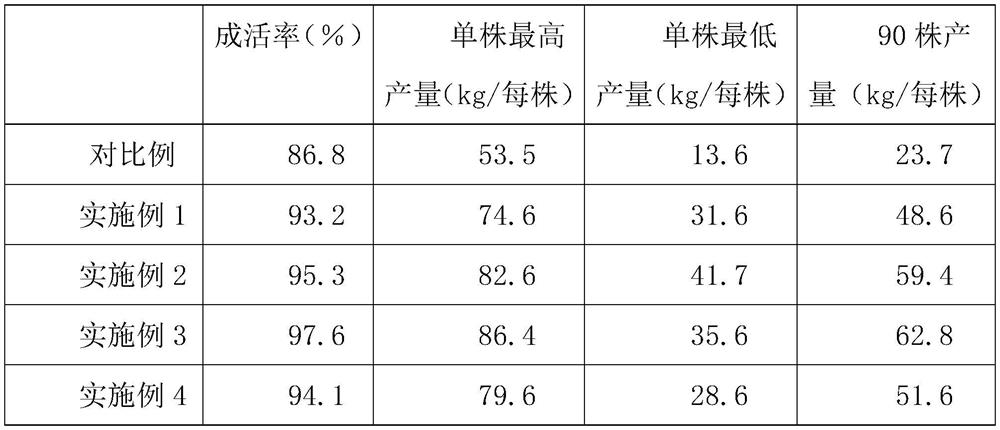 Illicium verum dwarfing and high-yield grafting technology