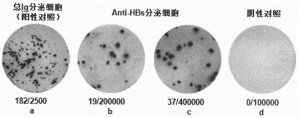 Method for detecting secretory cells of peripheral blood hepatitis B surface antibody