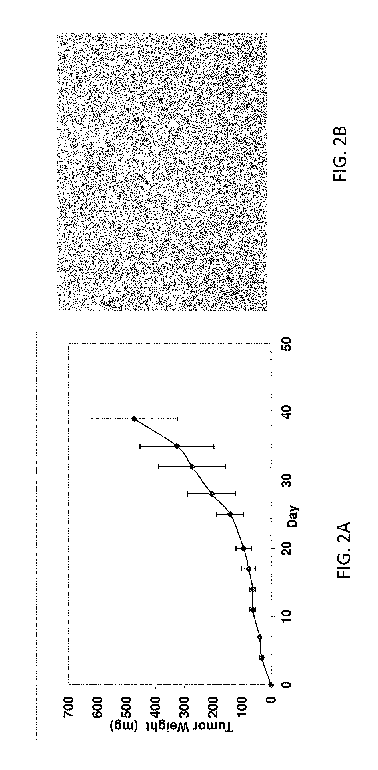 Systems and methods for preclinical models of metastases