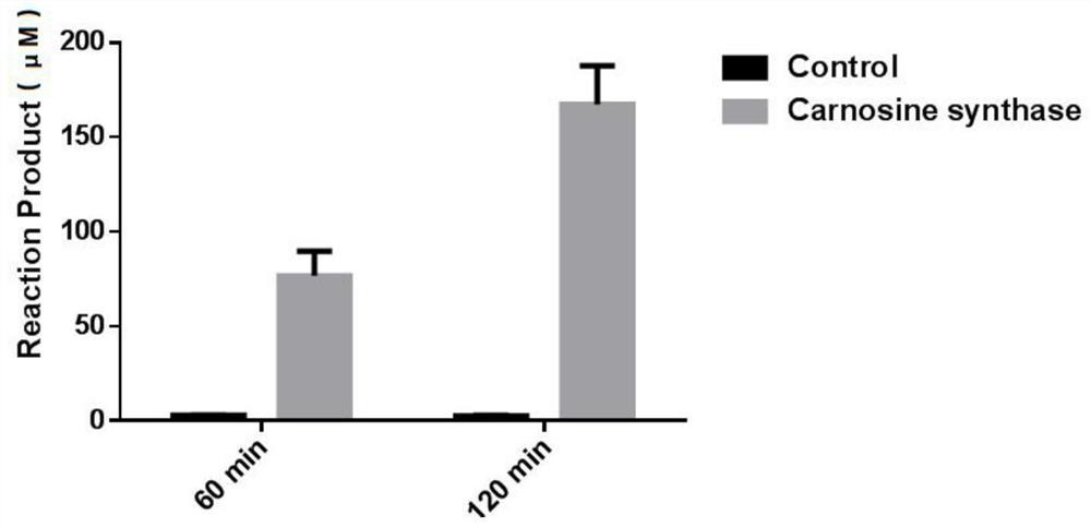 L-carnosine synthetase ATPGD derived from novel shellfish and application of L-carnosine synthetase ATPGD