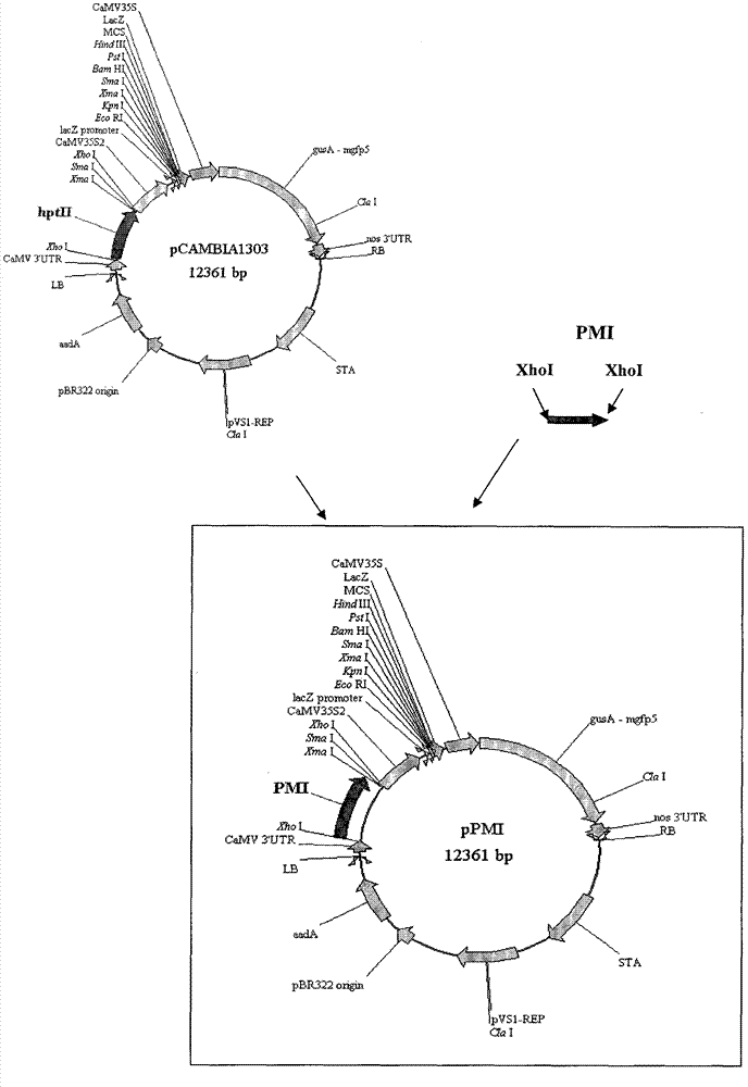 Method for constructing transgenic Arabidopsis plant by phosphomannose-isomerase (PMI) gene of yeast