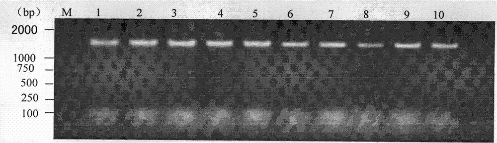 Method for constructing transgenic Arabidopsis plant by phosphomannose-isomerase (PMI) gene of yeast