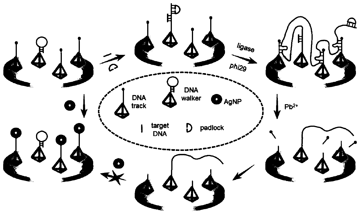 Electrochemical nucleic acid detection method based on DNA (deoxyribonucleic acid) walking and rolling circle amplification signal magnification