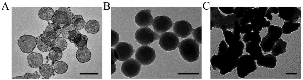 Chitosan nano rhodium material and application thereof