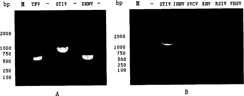 Standard positive reference material for rana grylio virus (RGV) detection