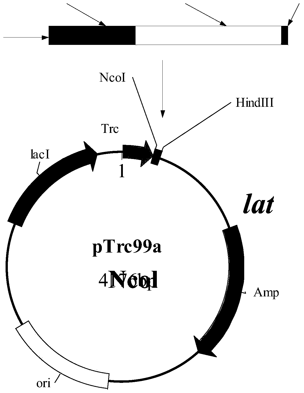 4-Hydroxyisoleucine production plasmid and bacterial strain and the synthesis method of 4-Hydroxyisoleucine