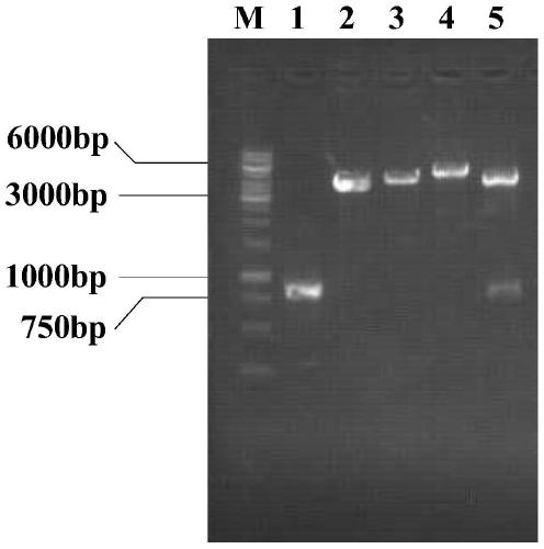 4-Hydroxyisoleucine production plasmid and bacterial strain and the synthesis method of 4-Hydroxyisoleucine