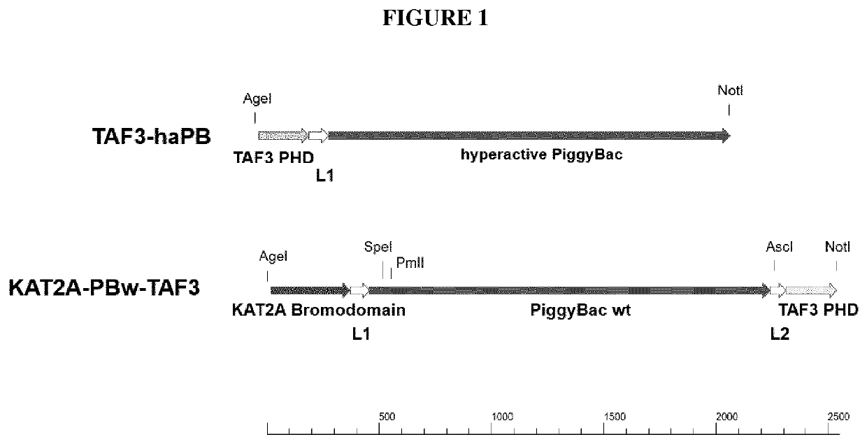 Transposase with enhanced insertion site selection properties