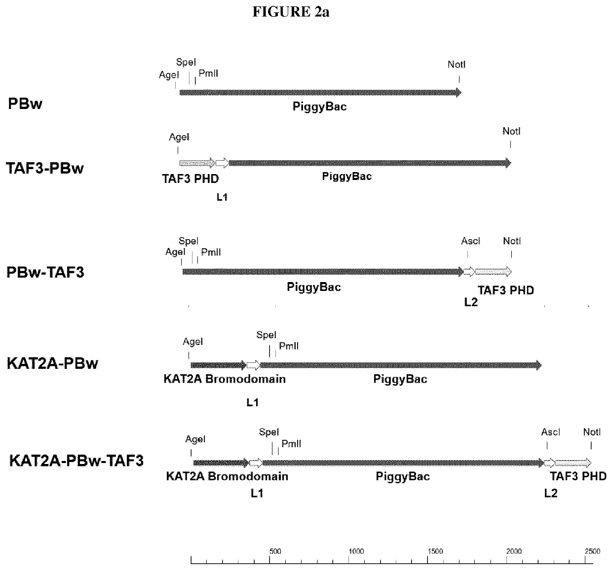 Transposase with enhanced insertion site selection properties