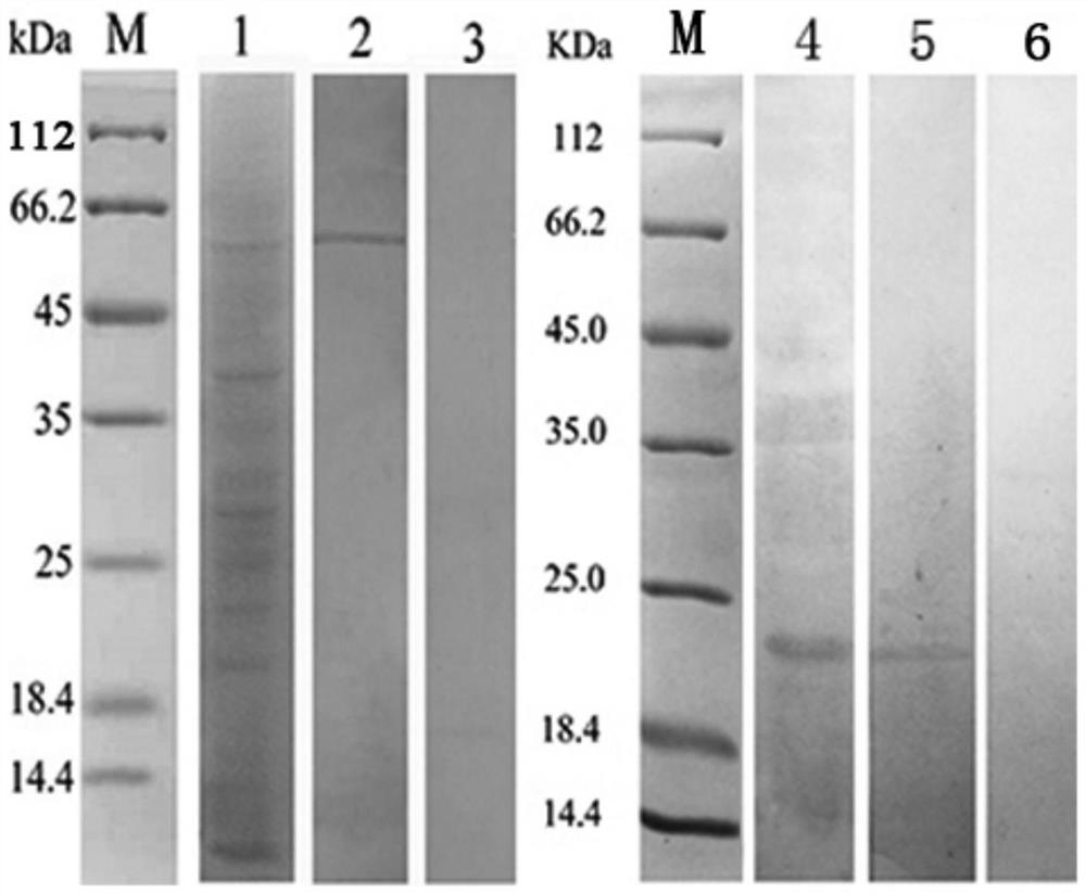 A kind of flounder rhabdovirus detection test paper and preparation method thereof