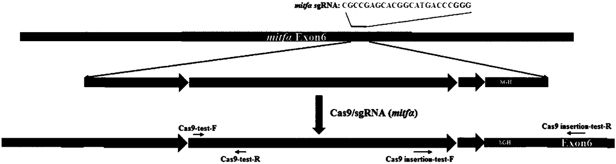Transgenic zebrafish expressing gene Cas9 and construction method and application of transgenic zebrafish