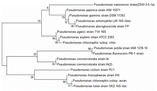 Pseudomonas vranovensis with phosphorus solubilizing capability and application thereof