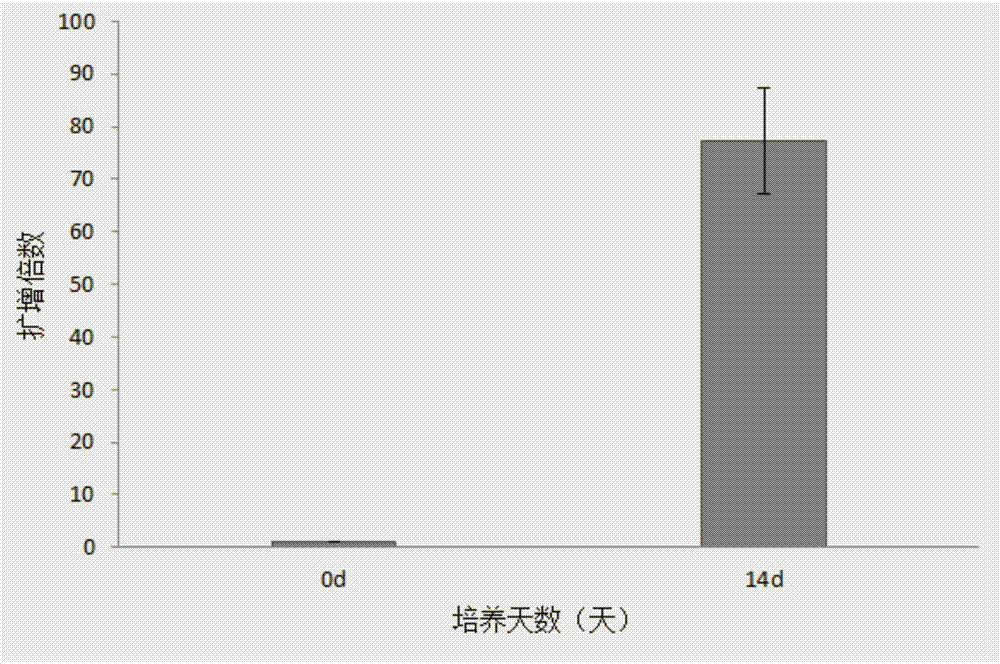 Natural killer T cell culture medium and multiplication culture method for natural killer T cells
