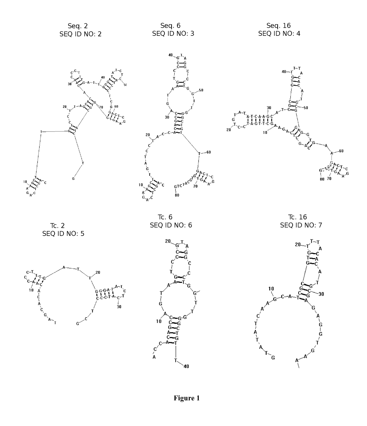 Specific oligonucleotide aptamer for the identification of T-2 toxin