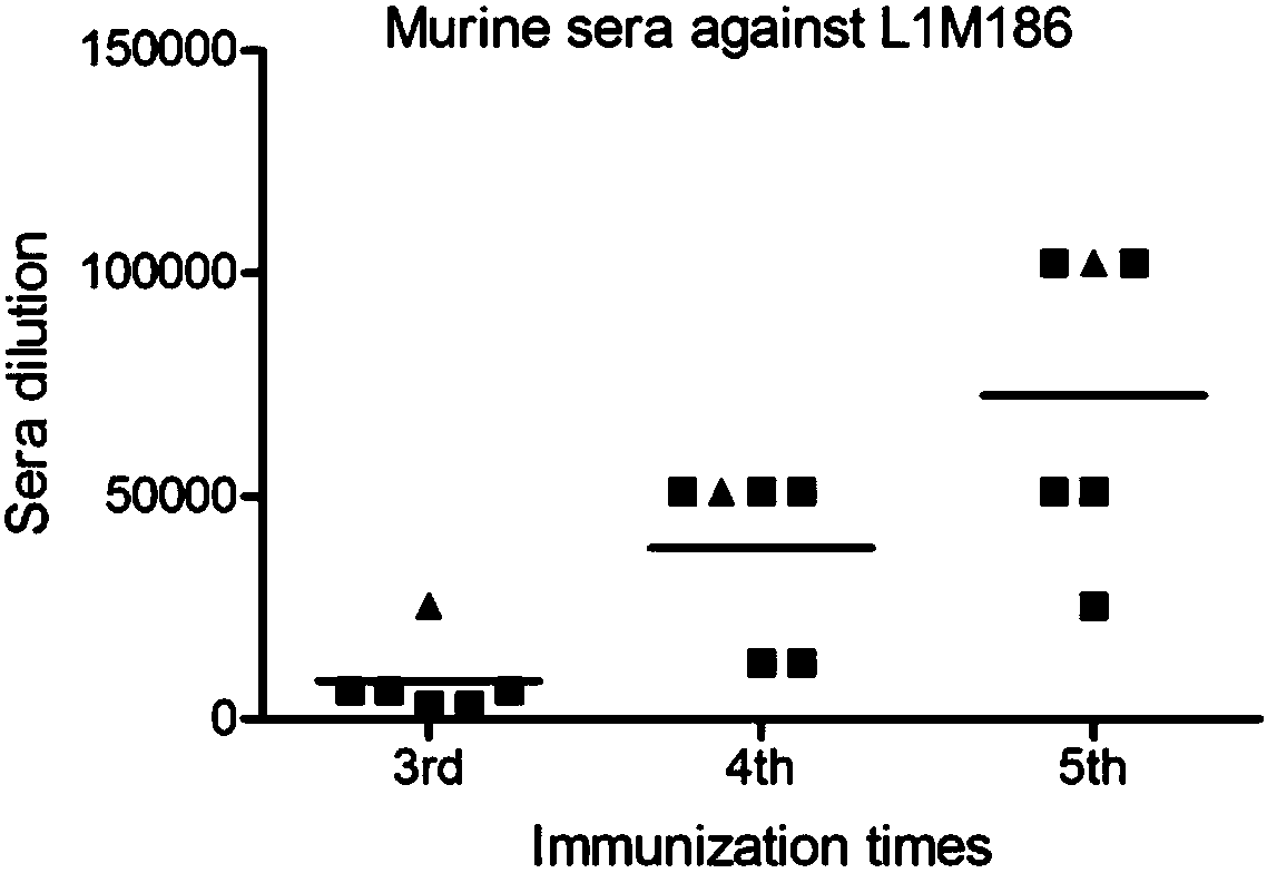 Monoclonal antibody capable of specifically identifying HPV18 L1 protein and application of monoclonal antibody