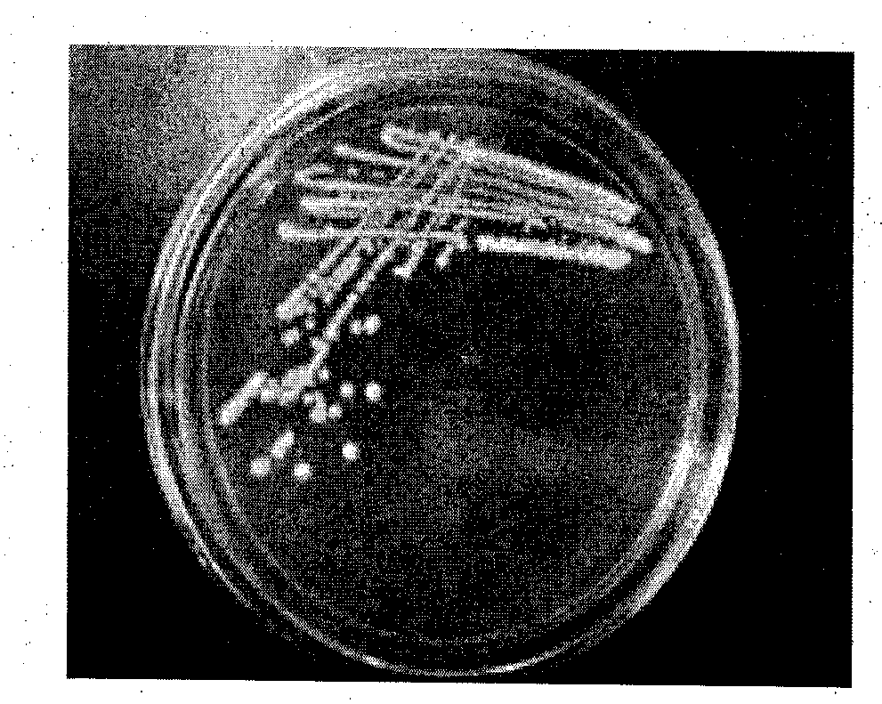 Saccharomyces cerevisiae and application thereof in brewing of plum wine