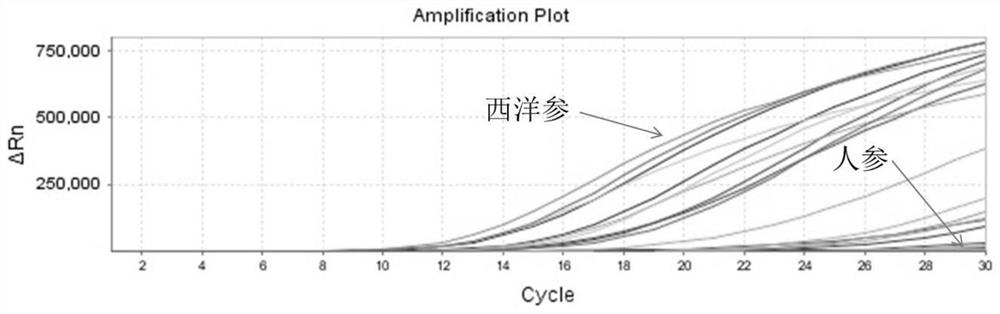 Recombinase-mediated amplification constant temperature detection method and kit of precious Chinese herbal medicine American ginseng