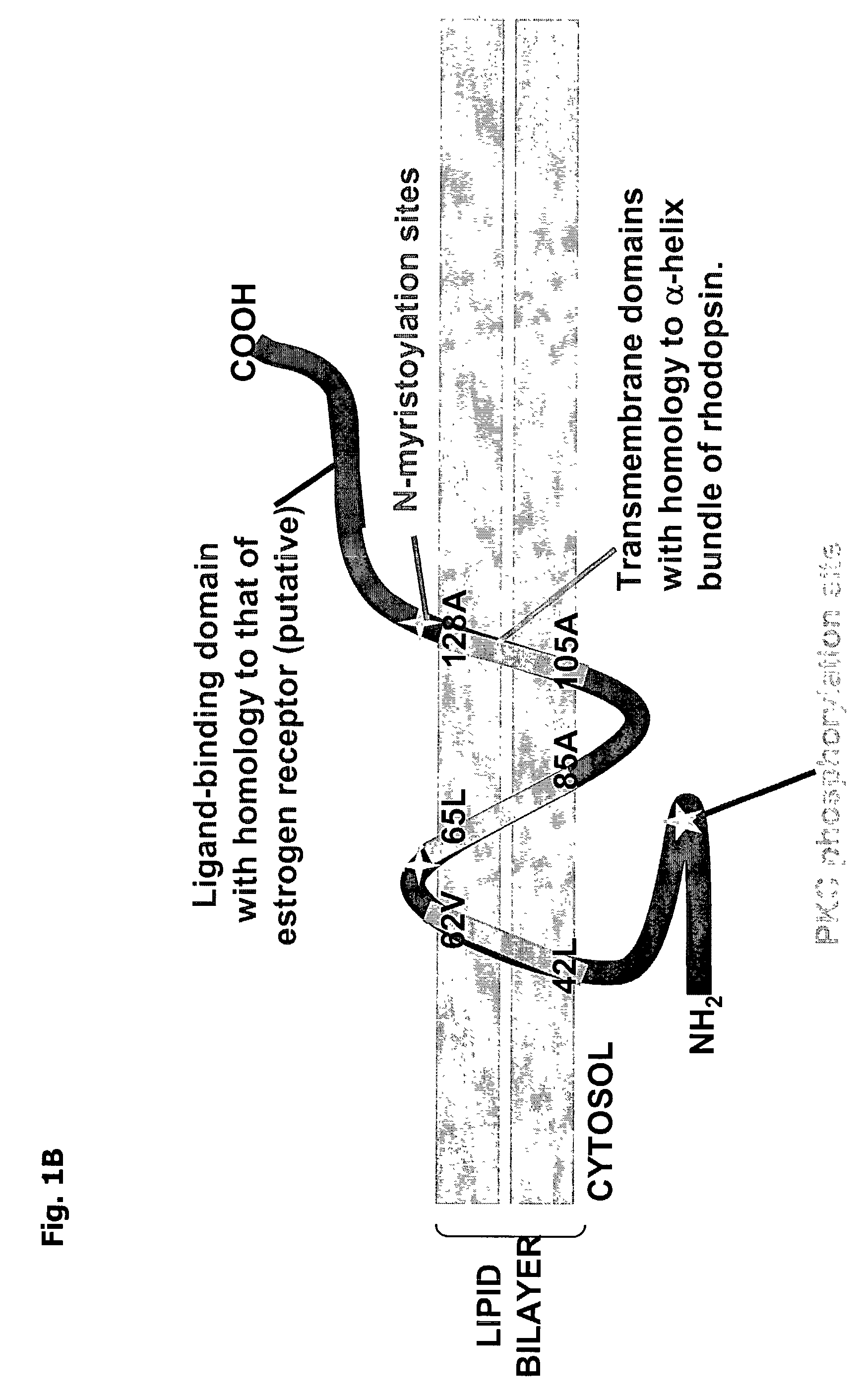 Compositions and methods for treatment and detection of multiple cancers