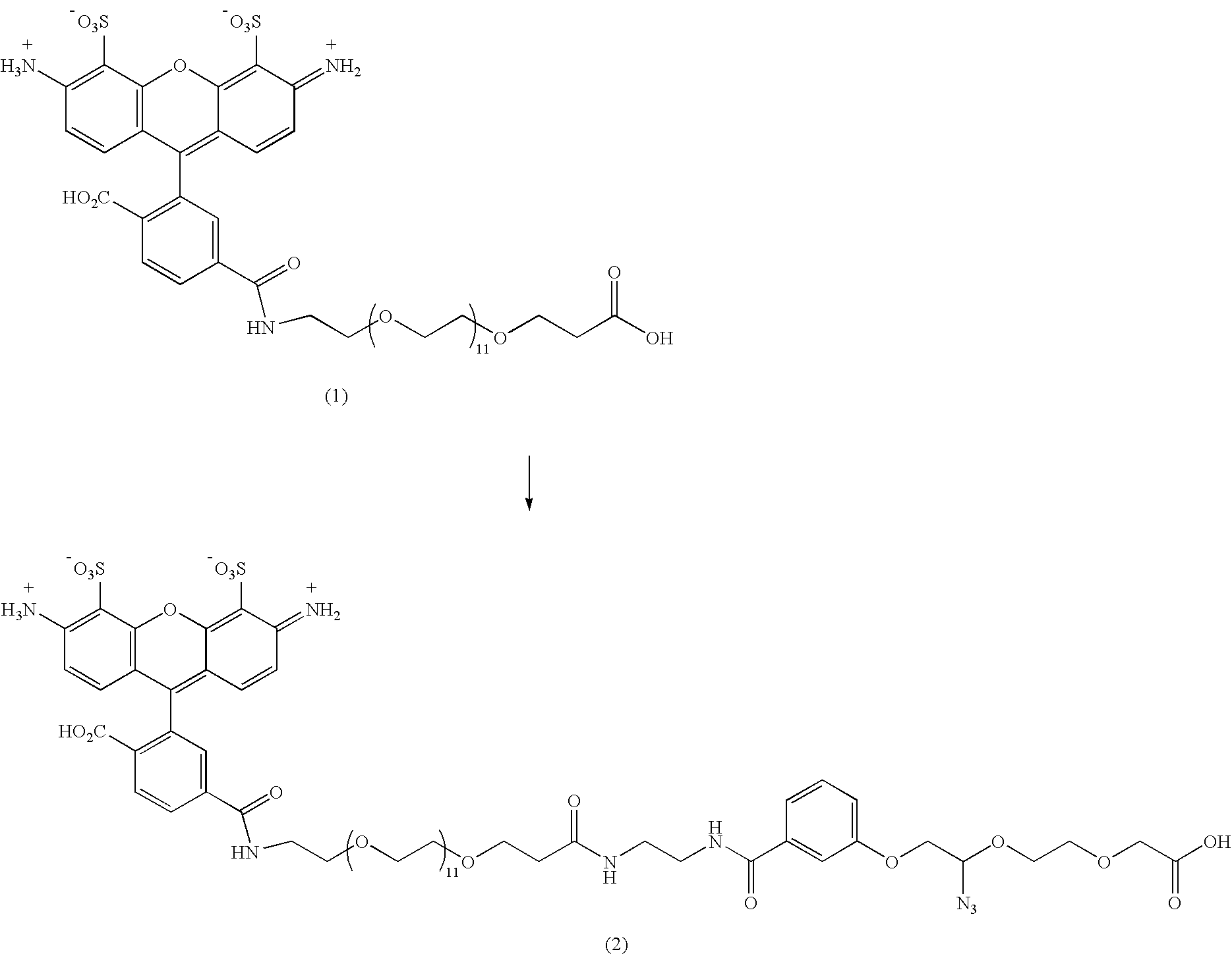 Modified nucleosides and nucleotides and uses thereof
