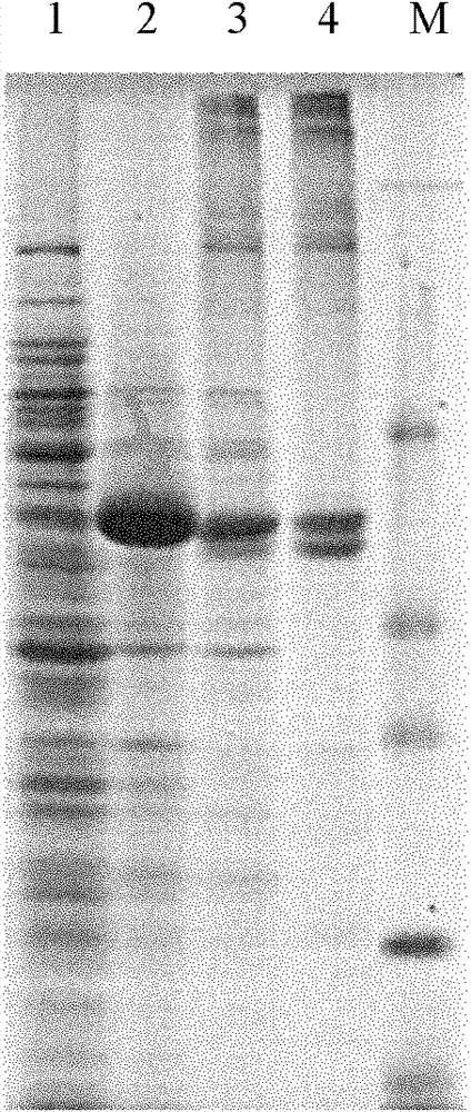 Wheat salt-resistant and oxidation-resistant gene TaFLS and application thereof