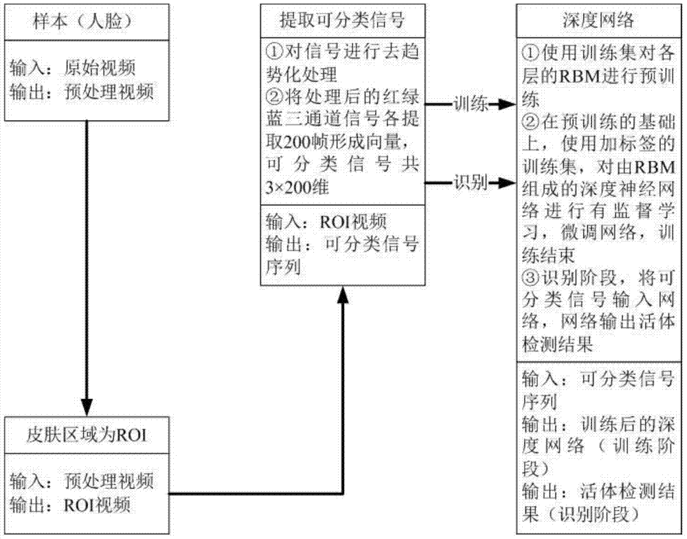 A kind of detection method and application of human biological living body based on subcutaneous blood flow detection