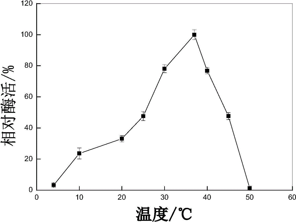 Low temperature protease production strain, low temperature protease produced by the same and gene of enzyme