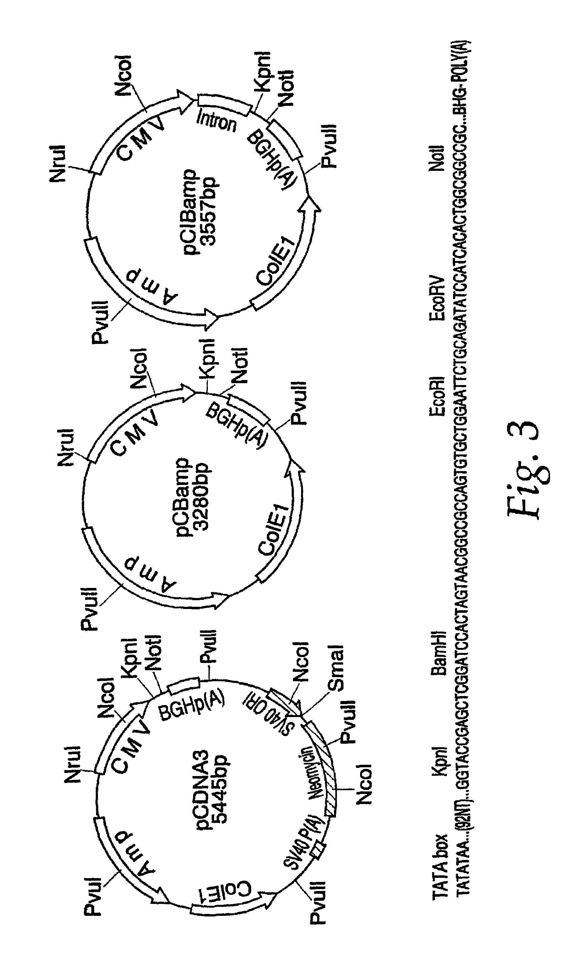 Nucleic acid <i>vaccines</i> for prevention of flavivirus infection